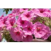Petunia ogrodowa - Kaskada różowa
