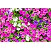 Petunia ogrodowa - mieszanka odmian