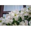 Petunia ogrodowa - Kaskada biała