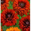 Rudbekia dwubarwna Cherokee Sunset
