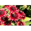 Rudbekia dwubarwna Cherry Brandy