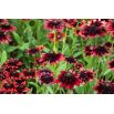 Rudbekia dwubarwna Cherry Brandy