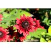 Rudbekia dwubarwna Cherry Brandy
