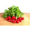 Rzodkiewka Cherry Belle