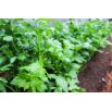 Seler listkowy Green cutting - na susz