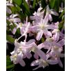 Śnieżnik Chionodoxa forbesii Pink Giant - op. 10 szt.