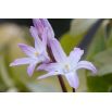 Śnieżnik Chionodoxa forbesii Pink Giant - op. 10 szt.