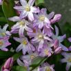 Śnieżnik Chionodoxa forbesii Pink Giant - op. 10 szt.