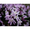 Śnieżnik Chionodoxa forbesii Pink Giant - op. 10 szt.