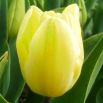 Tulipan Creme Flag - 5 szt.