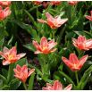 Tulipan Fashion - opak. 5 szt.