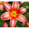 Tulipan Fashion - opak. 5 szt.