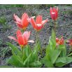 Tulipan Fashion - opak. 5 szt.