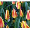 Tulipan Gluck  opak. 5 szt.