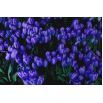 Tulipan niebieski - Blue - 5 szt.