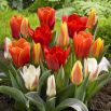 Tulipan botaniczny - niski - mix kolorów - 5 szt.