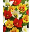 Tulipan botaniczny - niski - mix kolorów - 5 szt.
