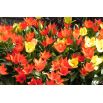 Tulipan botaniczny - niski - mix kolorów - 5 szt.