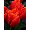 Tulipan Noranda - opak. 5 szt.