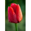 Tulipan czerwony - Red - duża paczka! - 50 szt.