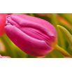 Tulipan różowy - Rose - 5 szt.