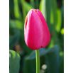 Tulipan różowy - Rose - 5 szt.