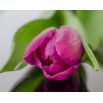 Tulipan różowy - Rose - 5 szt.