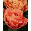 Tulipan strzępiasty - Sensual Touch - 5 szt.