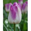 Tulipan Shirley - opak. 5 szt.