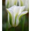 Tulipan Spring Green - opak. 5 szt.