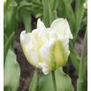 Tulipan Super Parrot - op. 5 szt.