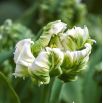 Tulipan Super Parrot - op. 5 szt.