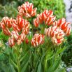 Tulipan Sylvia Warder - opak. 5 szt.