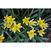Tulipan Tarda - opak. 5 szt.