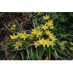 Tulipan Tarda - opak. 5 szt.