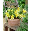 Tulipan Tarda - opak. 5 szt.