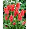 Tulipan Toronto - opak. 5 szt.