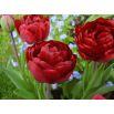 Tulipan Uncle Tom - opak. 5 szt.