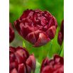 Tulipan Uncle Tom - opak. 5 szt.