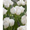 Tulipan Weisse Berliner - opak. 5 szt.