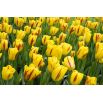 Tulipan Washington - opak. 5 szt.