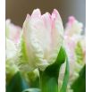 Tulipan Webers Parrot  opak. 5 szt.