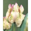 Tulipan Webers Parrot  opak. 5 szt.