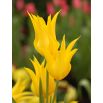 Tulipan West Point - opak. 5 szt.