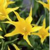 Tulipan West Point - opak. 5 szt.