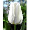 Tulipan White Dream - opak. 5 szt.