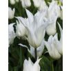 Tulipan White Wings - opak. 5 szt.