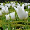 Tulipan White Wings - opak. 5 szt.