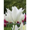 Tulipan White Wings - opak. 5 szt.