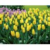 Tulipan Yokohama - opak. 5 szt.